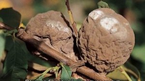 Болезни персика