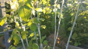 Лучший способ обрезки колючей ежевикоподобной черной малины Кумберленд