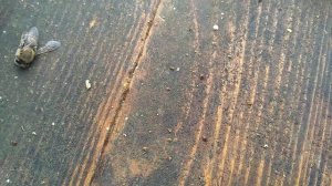 Осыпь клеща после шестой обработки маслом полыни.Рановато расслабился.