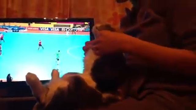 Кошка получает массаж смотреть онлайн