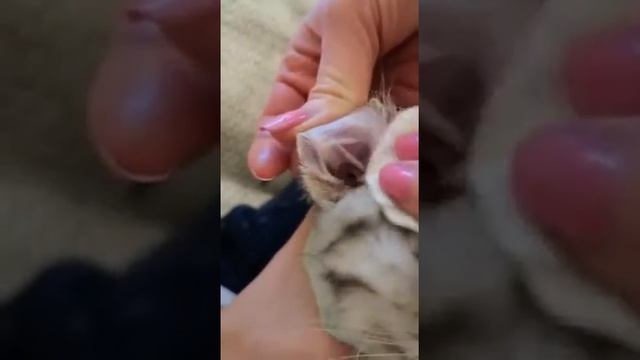 Шотландский котенок_чистим ушки смотреть онлайн