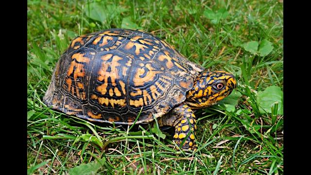 Точилка для карандаша смотреть онлайн