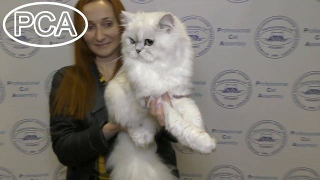 Персидская шиншилла кот. Выставка кошек PCA on-line. смотреть онлайн