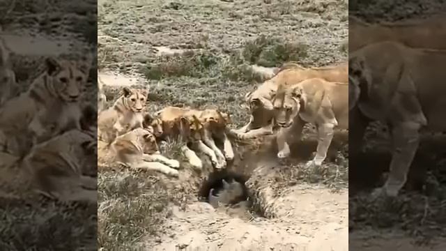 КАБАН - БОРОДАВОЧНИК СПРЯТАЛСЯ ОТ ЛЬВОВ . смотреть онлайн