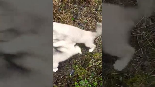 щенки волкособа #puppy #щенки #волкособ #wolf смотреть онлайн