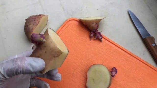 СПОСОБЫ подготовки картофеля к ПОСАДКЕ для ВЫСОКОГО УРОЖАЯ смотреть онлайн