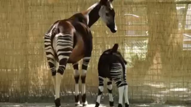 Okapi Facts - Facts About Okapis смотреть онлайн