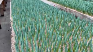 Выгонка Тюльпанов 30.01.2022 пионовидные сорта