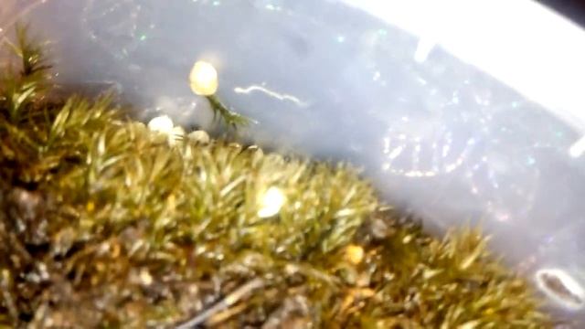 Ура , мой первый улитенок!У моих Фулик кладка! смотреть онлайн