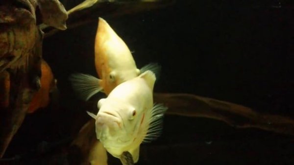 Вся правда про астронотуса, Астронотус глазчатый, Astronotus ocellatus