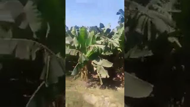 Faisal Kachelo Farm 6 смотреть онлайн