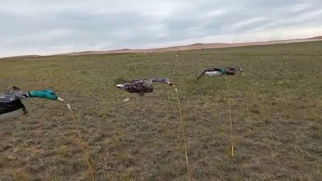 Флюгера уток смотреть онлайн