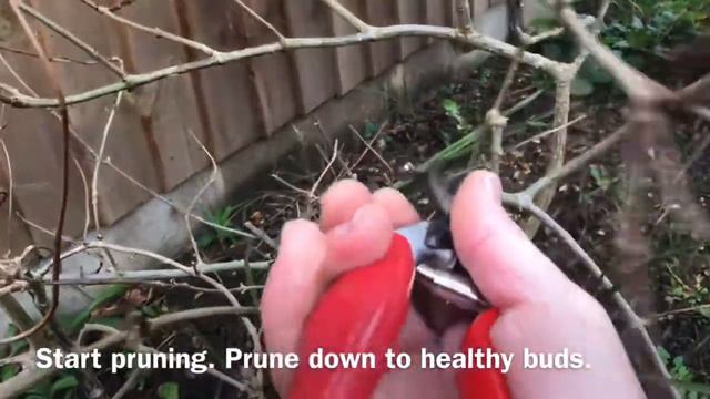 How To Prune Hydrangea Paniculata, Pruning Hydrangea Paniculata 'Limelight', Get Gardening смотреть онлайн