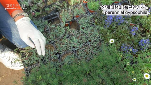 SUB) 꽃집 사장님이 추천하는 정원수! 그리고 지금 사야하는 일년초와 노지월동꽃들