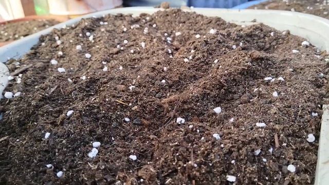 Состав грунта для петунии смотреть онлайн