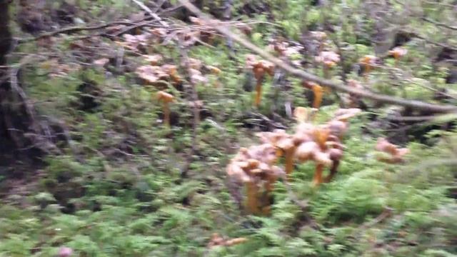 Teppich aus Trompetenpfifferlingen Teil 2 смотреть онлайн