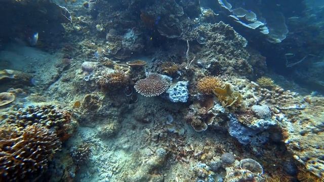 Мурены и змеи 2020 YT смотреть онлайн