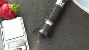 Обзор и дегустация ультрараннего сорта клубники Сандра