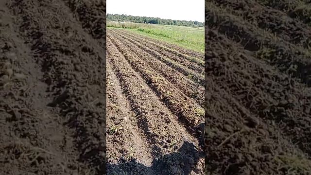 Картофелекопалка ЛКМ - 1П и мотоблок Беларус. смотреть онлайн