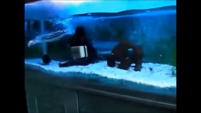 Змееголов атакует смотреть онлайн