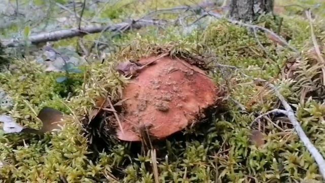 ЧАГОДА. ТИХАЯ ОХОТА