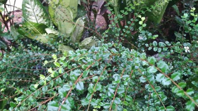 Malpighia Coccigera Plant (Singapore Holly) it's propogation, Soil, fertilizer, water, sunlight смотреть онлайн
