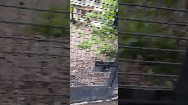 Московский зоопарк: ягуар смотреть онлайн