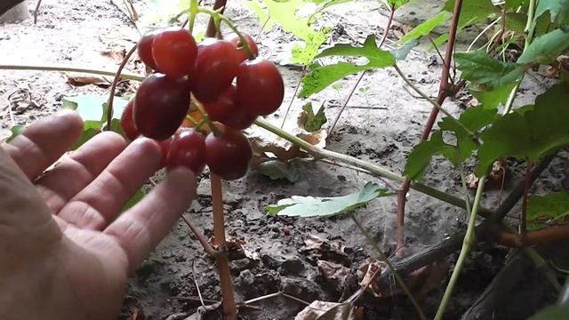 Красно-вишневый смотреть онлайн
