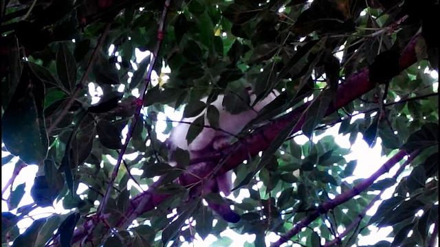 Как бездомный котенок прятался от собаки на дереве