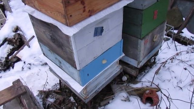 зимовка пчел на воле с утеплением сверху гнезда и снизу, и закрытим летками при сильных морозах смотреть онлайн