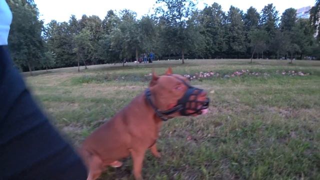 Прогулка по парку, команды, Санкт-Петербург, Прайтер 3года смотреть онлайн