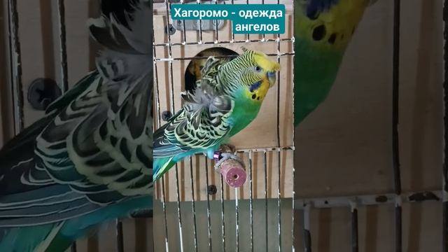 Хагоромики. Волнистые попугайчики. смотреть онлайн