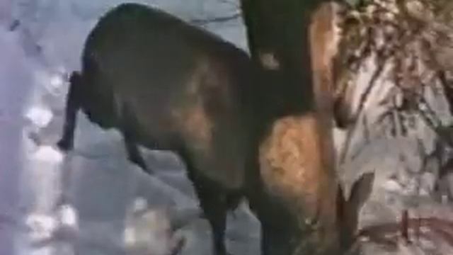Благородный олень.avi смотреть онлайн