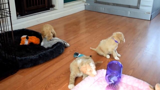 Lucy's Australian Labradoodle puppies смотреть онлайн