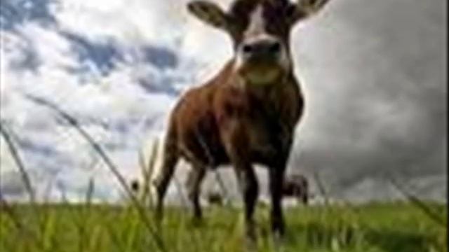 im Bitschji da git`s schi.wmv смотреть онлайн