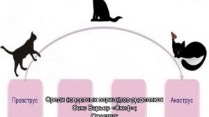 Кошка просит кота: варианты как успокоить в домашних условиях