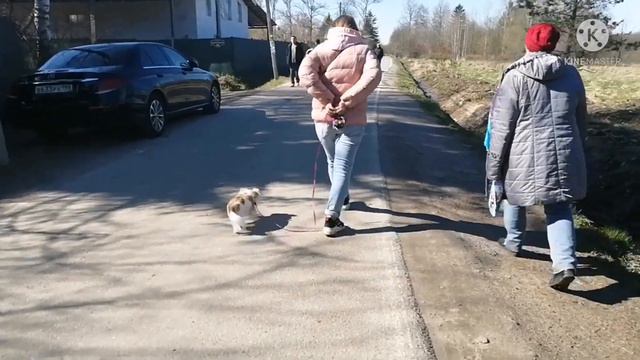 поход на водопад/съемки фильма всё испортили😭😭/смешные видео про животных 🙈 длинношерстный чихуахуа