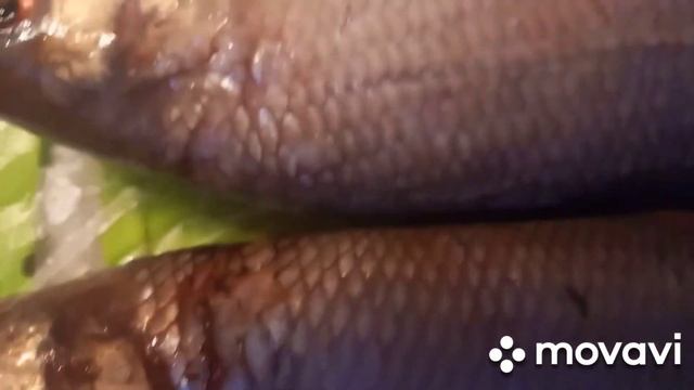 Фарфор.  Посуда СССР.  Тарелки куплены в 80-е годы.  Рыба  Язь.