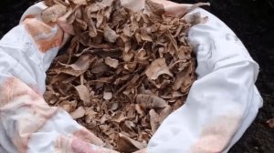 Чудо Подкормка для Смородины! Подкормка смородины картофельными очистками. Удобрение для смородины.