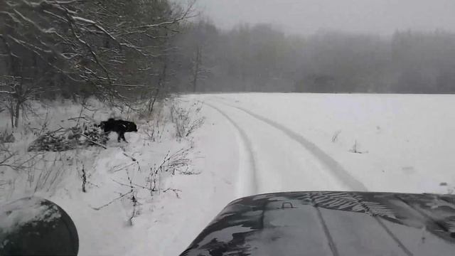В данную секунду!!! Зашли волки в лес стрёмно за собак!!! смотреть онлайн