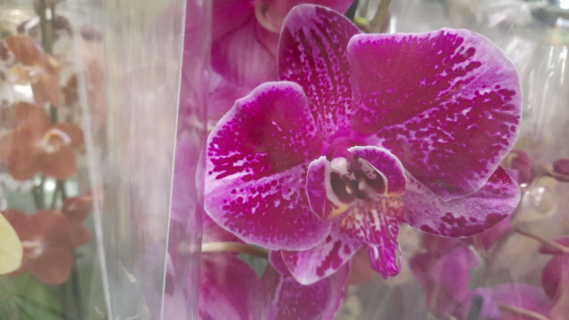 ЛЕРУА АДЫГЕЯ.НОВЫЙ ЗАВОЗ ОРХИДЕЙ//15.04.24// смотреть онлайн