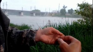 Ловля усача на донку. Кубань Невинномысск