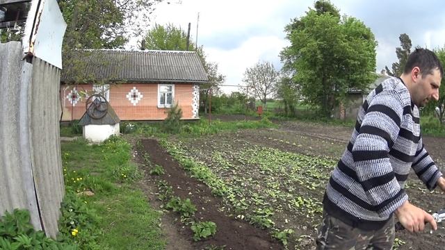 Фреза по міжрядді картоплі #pavlo_axis смотреть онлайн