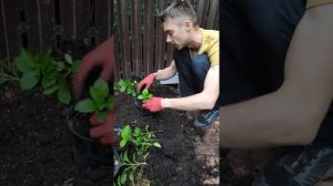 Рассаживаем всходы из семян лаконоса