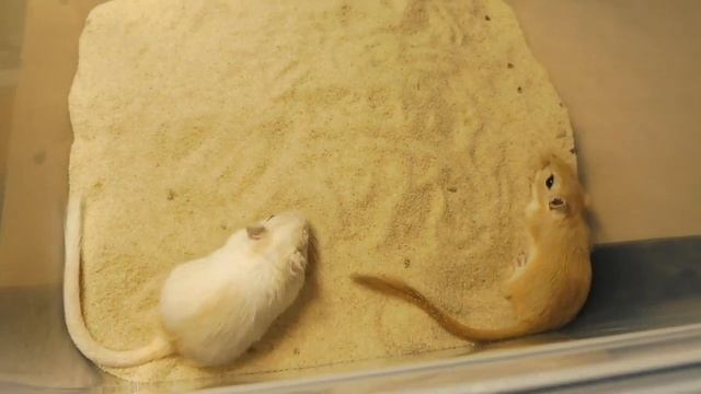 Песчанки уезжают в НОВЫЙ дом / Что нужно знать ВЛАДЕЛЬЦУ монгольской песчанки ? / Ночь в питомнике смотреть онлайн