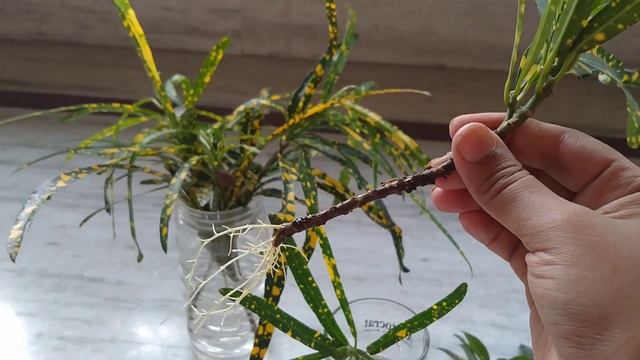 Croton Stem and Leaf Propagation| Water Propagation| Experiment смотреть онлайн