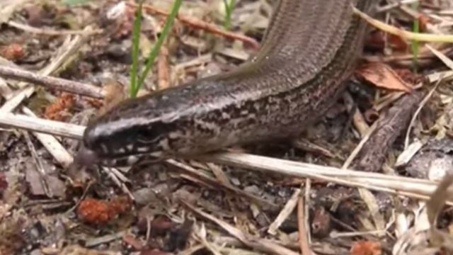 Природа ,животные, музыка смотреть онлайн