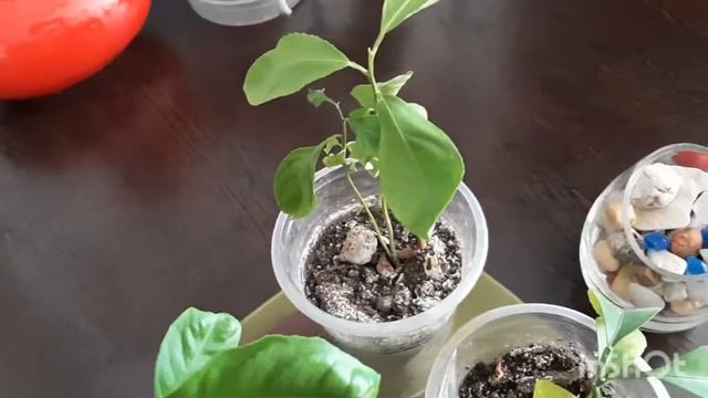 Лимон апельсин мандарин же... Весеннее удобрение #цитрусовые #гүлкүтімі #тыңайтқыш #азот 23.04.2022 смотреть онлайн