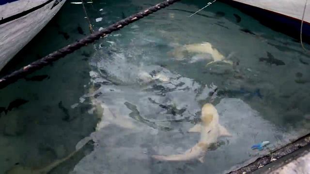 Акулы на Мальдивах смотреть онлайн