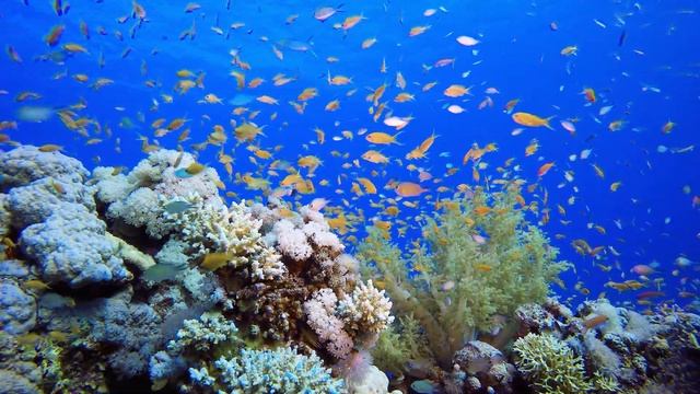 Aquarium 4K ? - Beautiful Coral Reef Fish - Music Relieves Anxiety And Stress - 4K Video